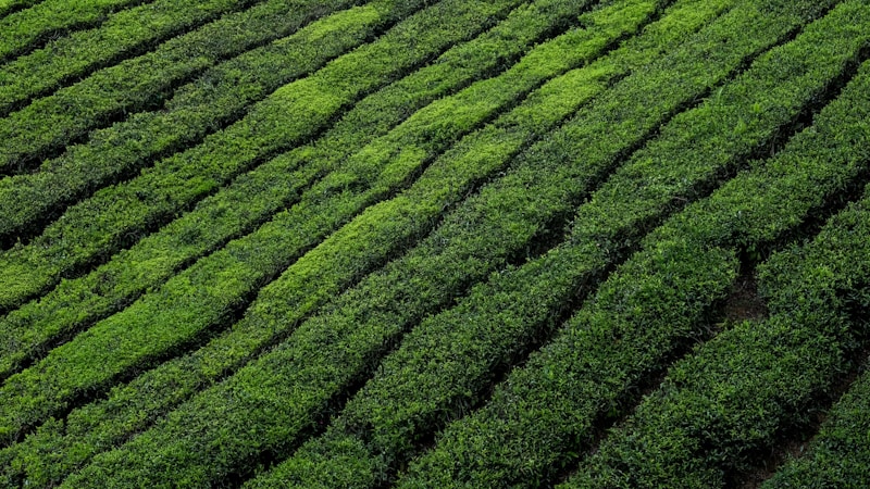 八十八夜とは？2026年はいつ？意味・由来・食べ物・茶摘みの風習までやさしく解説