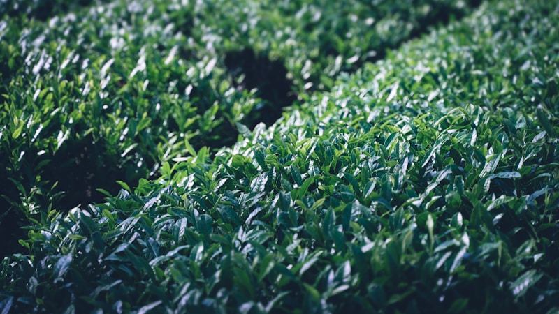 八十八夜とは？2026年はいつ？意味・由来・食べ物・茶摘みの風習までやさしく解説