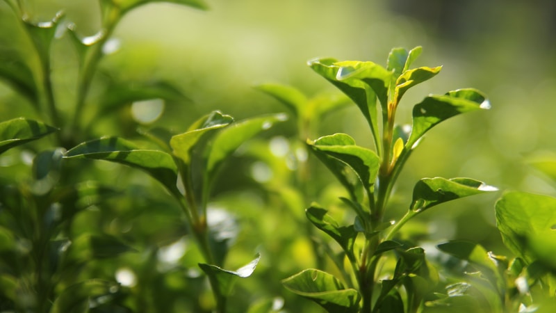 新茶の旬はいつ？意味・選び方・おいしい楽しみ方をやさしく解説