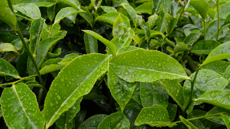 新茶の旬はいつ？意味・選び方・おいしい楽しみ方をやさしく解説
