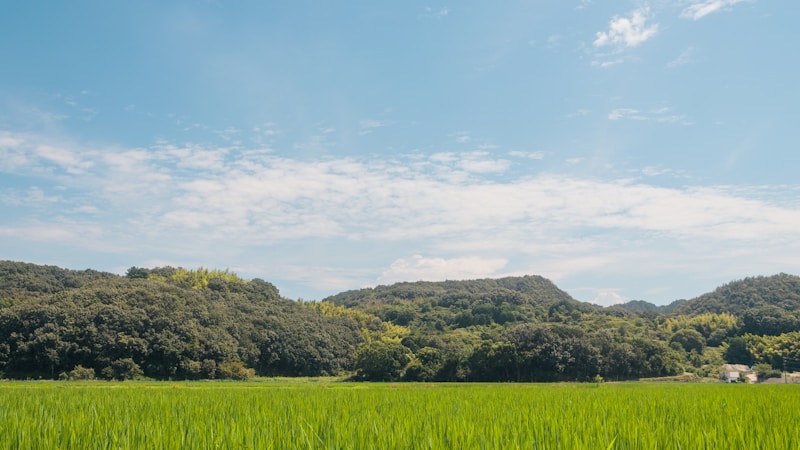芒種とは？意味・読み方・2026年はいつかをやさしく解説｜季節の行事や暮らしの楽しみ方も紹介