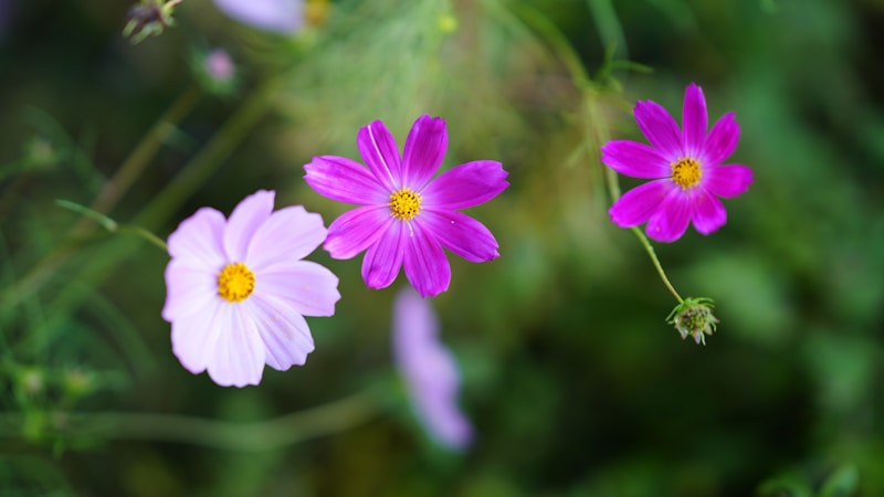 秋の七草とは?名前・読み方・見分け方をやさしく楽しむ季節の花ガイド