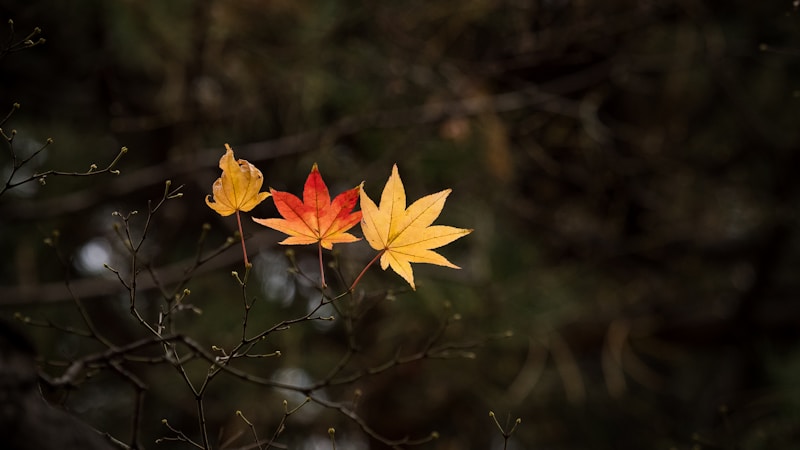 秋の七草とは?名前・読み方・見分け方をやさしく楽しむ季節の花ガイド