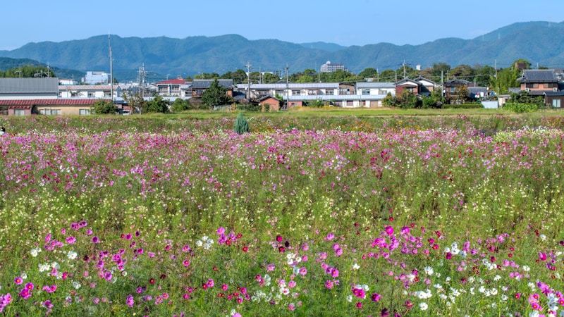 秋の七草とは?名前・読み方・見分け方をやさしく楽しむ季節の花ガイド