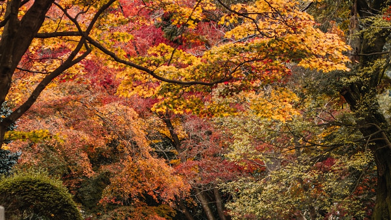 処暑とはいつのこと？意味・過ごし方・季節の挨拶までやさしくわかる完全ガイド